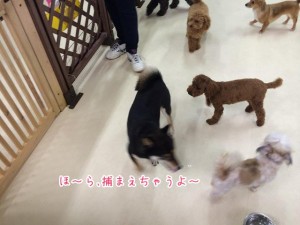つかまえちゃうぞ～