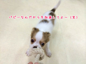 つよいよー