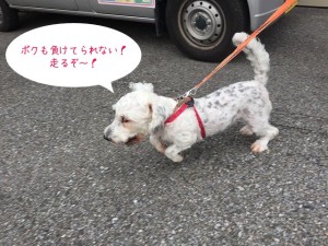 つられて走る犬ちゃん