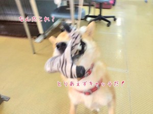 とりあえずキャッチする犬ちゃん