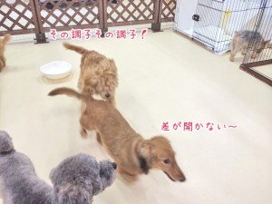 なかなか振り切れない犬ちゃん