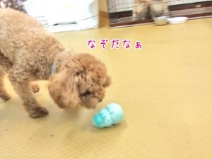 なぞおもちゃと犬