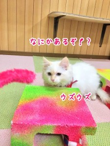 なにかあるぞ！？