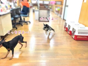 ぬいぐるみでおいかけっこ犬ちゃん