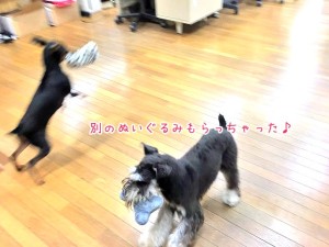 ぬいぐるみをもらいご満悦なワンちゃん