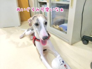 ぬいぐるみを持つ犬ちゃん