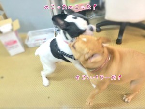 のこったのこったお相撲犬