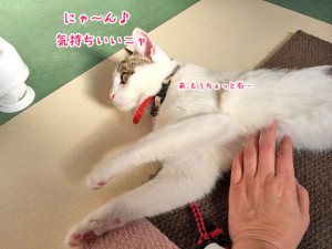 のびのび猫ちゃん