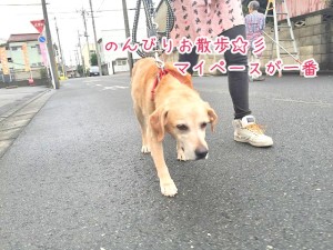 のんびりお散歩する犬ちゃん