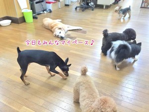 のんびりマイペース犬