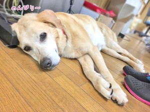 のんびり休む犬