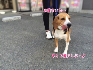 はやくごはにしよう～