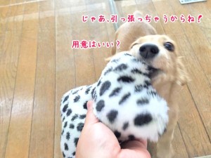 ひっぱるよ～！