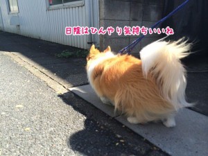 ひんやり