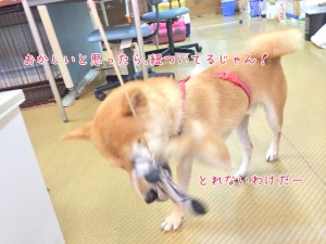 ひもに気づく犬ちゃん