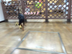 ひもをくわえて嬉しそうな犬ちゃん