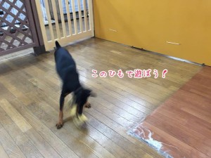 ひもをくわえる犬ちゃん