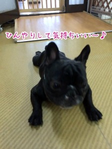 ひんやり～