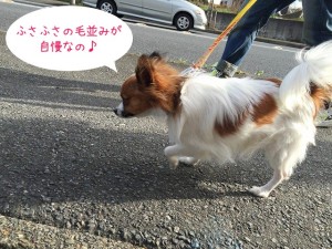 ふさふさでしょう