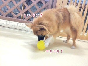 ぺちぺちする犬ちゃん