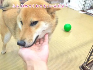 ほめてほめてー