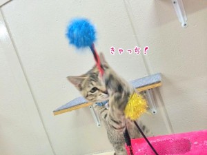 ぼんぼんキャッチする猫ちゃん