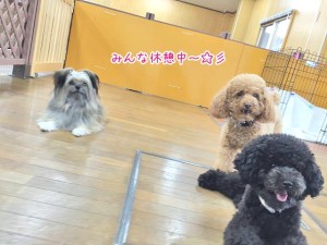 みんなでリラックスする犬