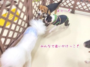 みんなで追いかけっこする犬ちゃん