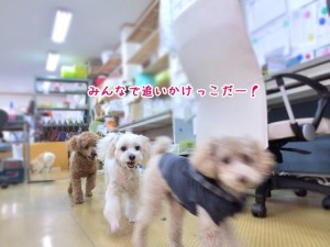 みんなで追いかけっこだ