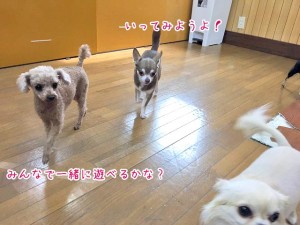 みんなで遊べるかな？