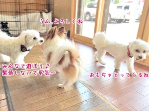 みんなで遊ぼうね