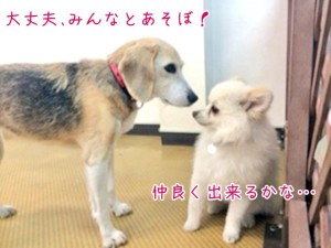 みんなで遊ぼうよ！