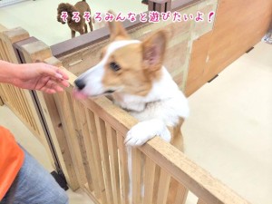 みんなと遊びたいワンちゃん