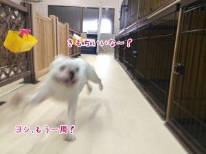 もう一周いっちゃおう！