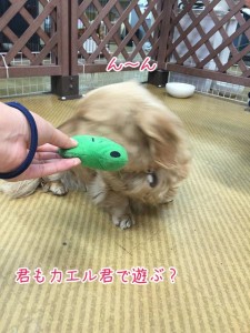 カエル君じゃないのがいい