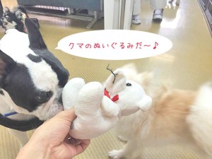 クマのぬいぐるみさん