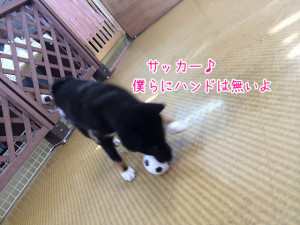 サッカー!