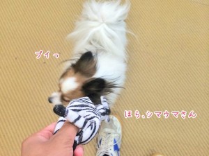 シマウマさんの気分じゃない？