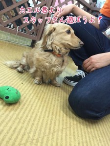 スタッフさんあそぼ