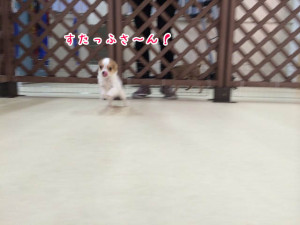 スタッフさんだ