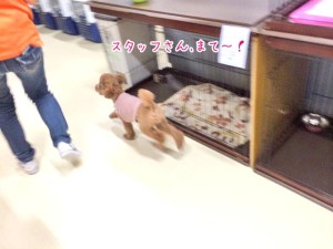 スタッフと走る犬ちゃん