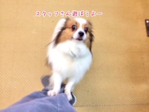 スタッフと遊びたい犬ちゃん