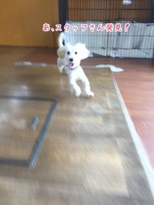 スタッフに突進犬ちゃん