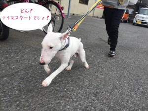 スタートする犬ちゃん