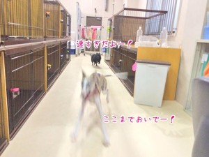 スプリンター犬ちゃん