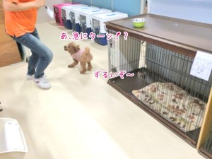 ターンに戸惑う犬ちゃん