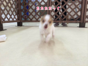 ダッシュダッシュ