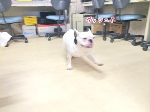 ダッシュ！