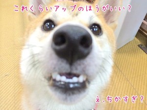 ドアップ犬