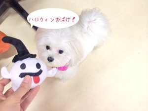 ハロウィンのだ！